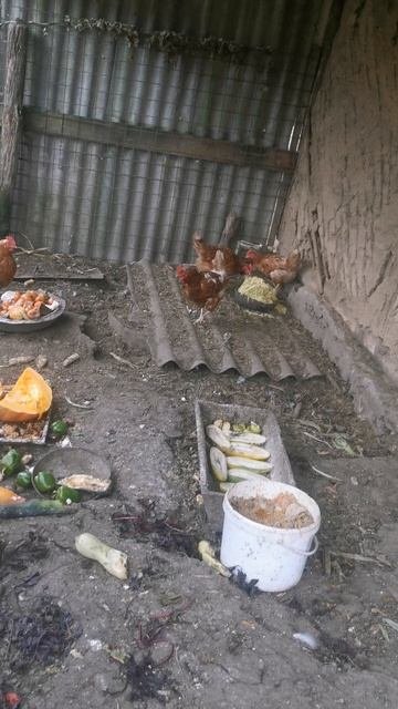Праздник  у курок