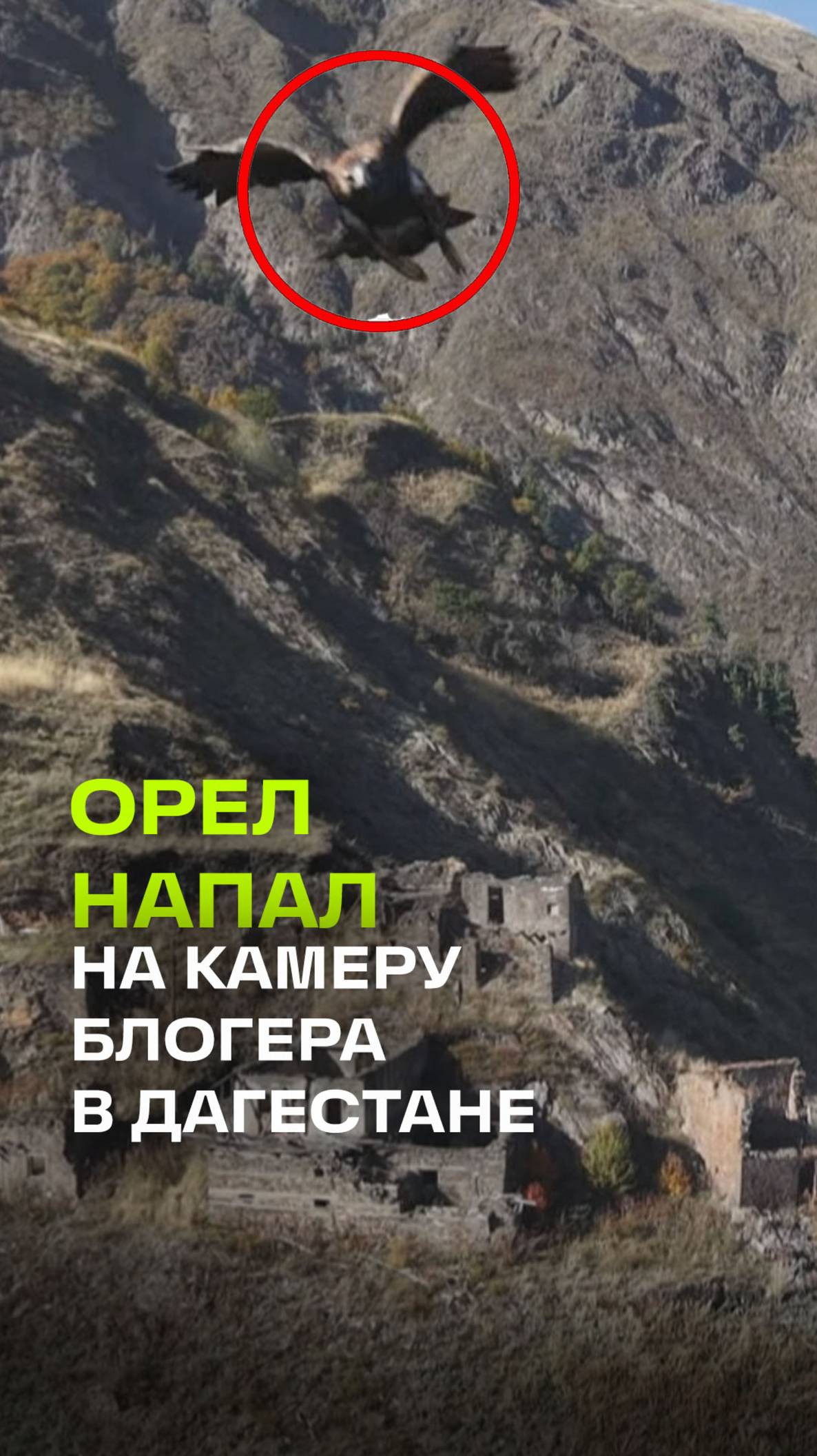 Орел против дрона: в небе Дагестана развернулась воздушная схватка