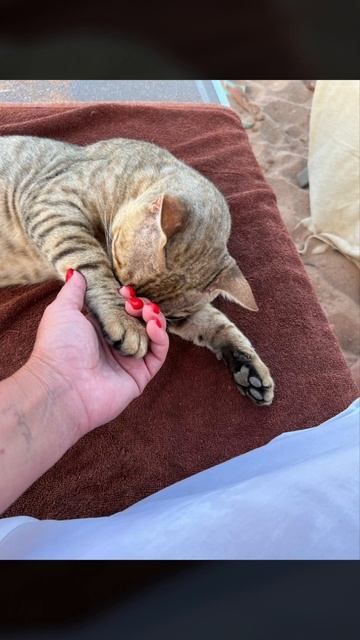 Собаки и коты, а также прочие живности