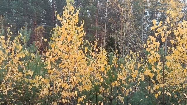 ОСЕННИЕ ПЕЙЗАЖИ ПОД ЧАРУЮЩУЮ МУЗЫКУ УМАРА КЕЙНА