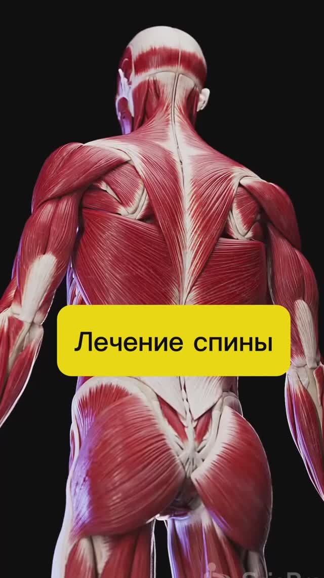 Мышцы - это залог здоровой спины