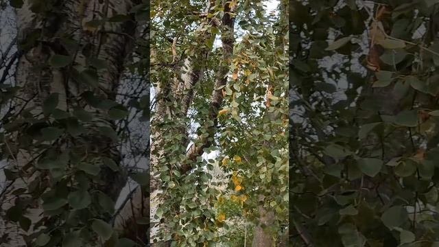 Городские скульптуры города на Неве