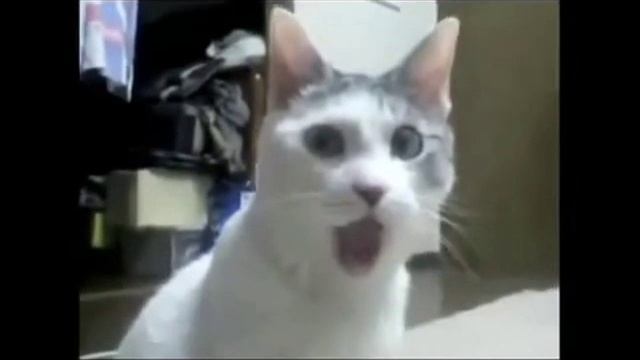 lifeyt.mp4