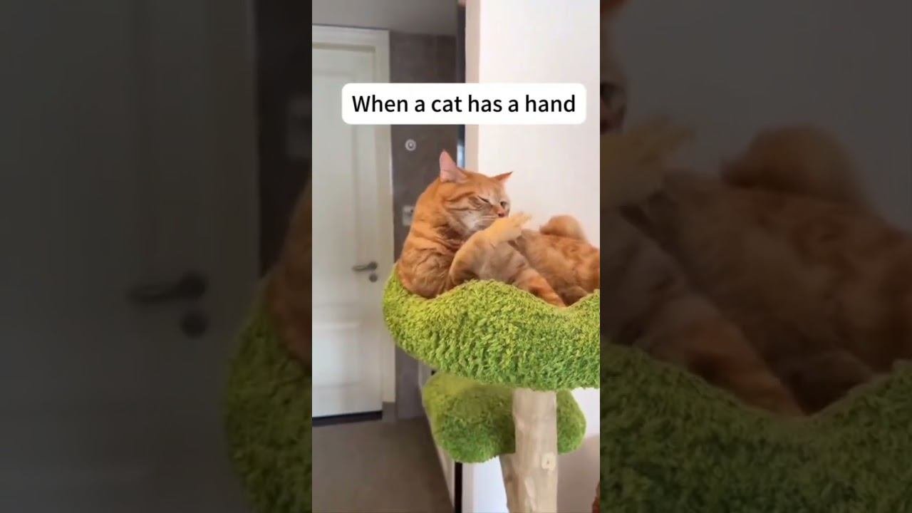Funny cats !!! funny cat cats shorts