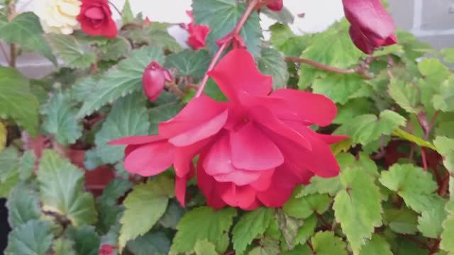 Бегония Сан Дансер Ред (Begonia SunDancer Red)