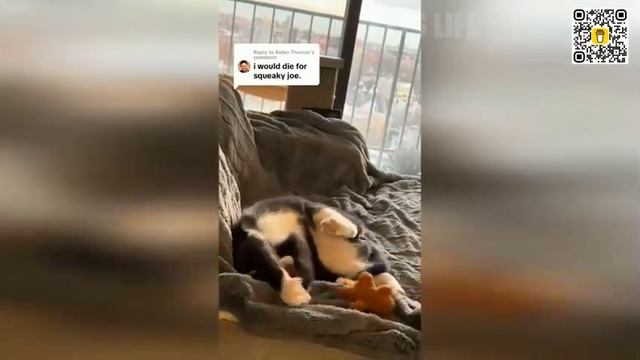 САМЫЕ+СМЕШНЫЕ+ПРОВАЛЫ+КОТОВ