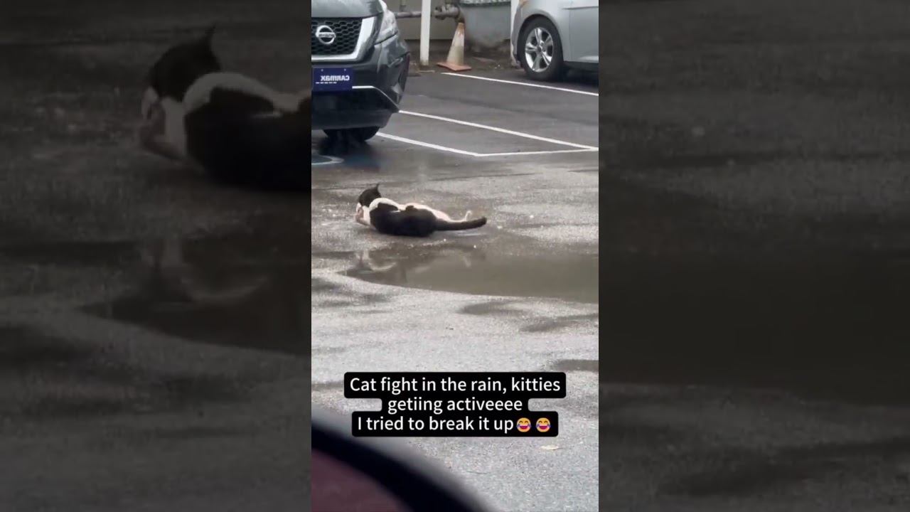Funny cats !!! funny cat cats shorts