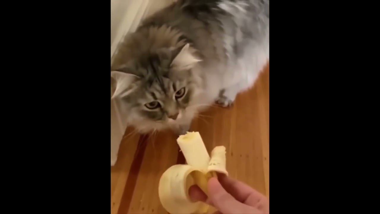 Funny Cats !!!  #funny #cat #cats #shorts