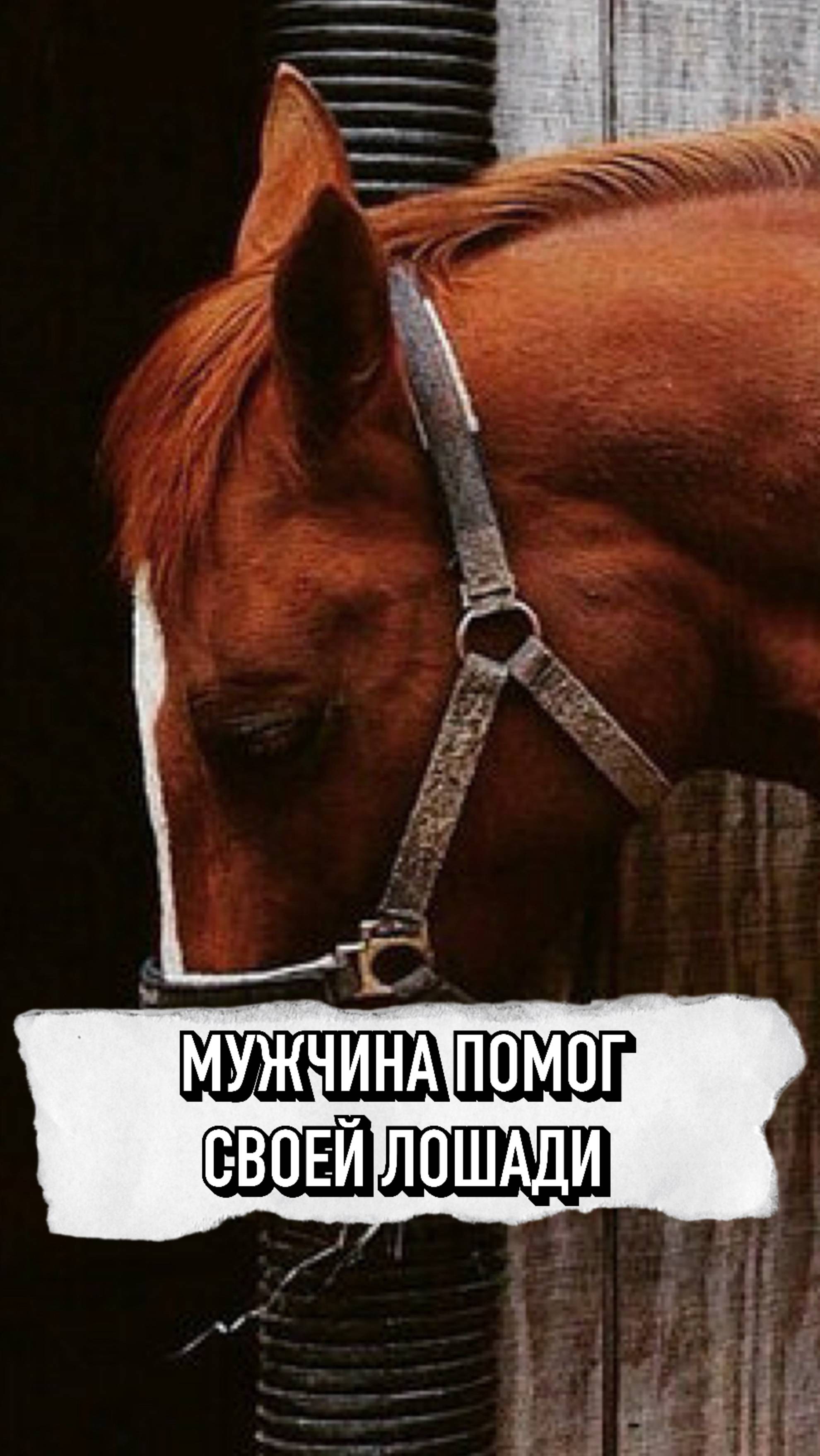 Мужчина Помог Своей Лошади ❤️ #shorts