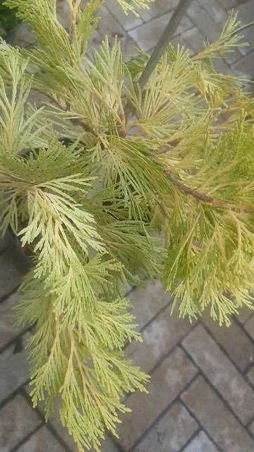❤🌲Калоцедрус Беррима Голд
✔Продажа растений в телеграм канале:
Https://t.me/love_is_hvoiny_dvorik
🚛🪴