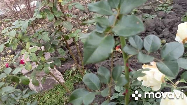 11 октября в огороде,жарю оладья.Сережкин улов