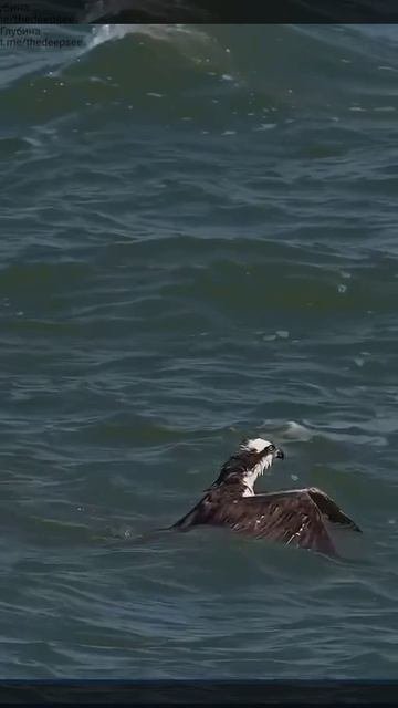 Орлан-рыболов поймал крупного сома 🦅