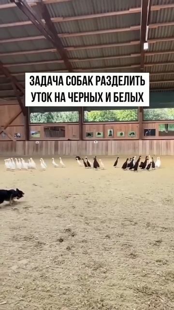 Белые — направо, черные — налево!