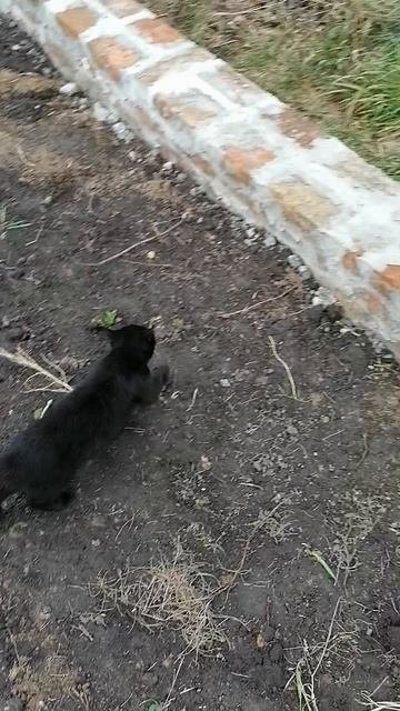 Охота на мышь.