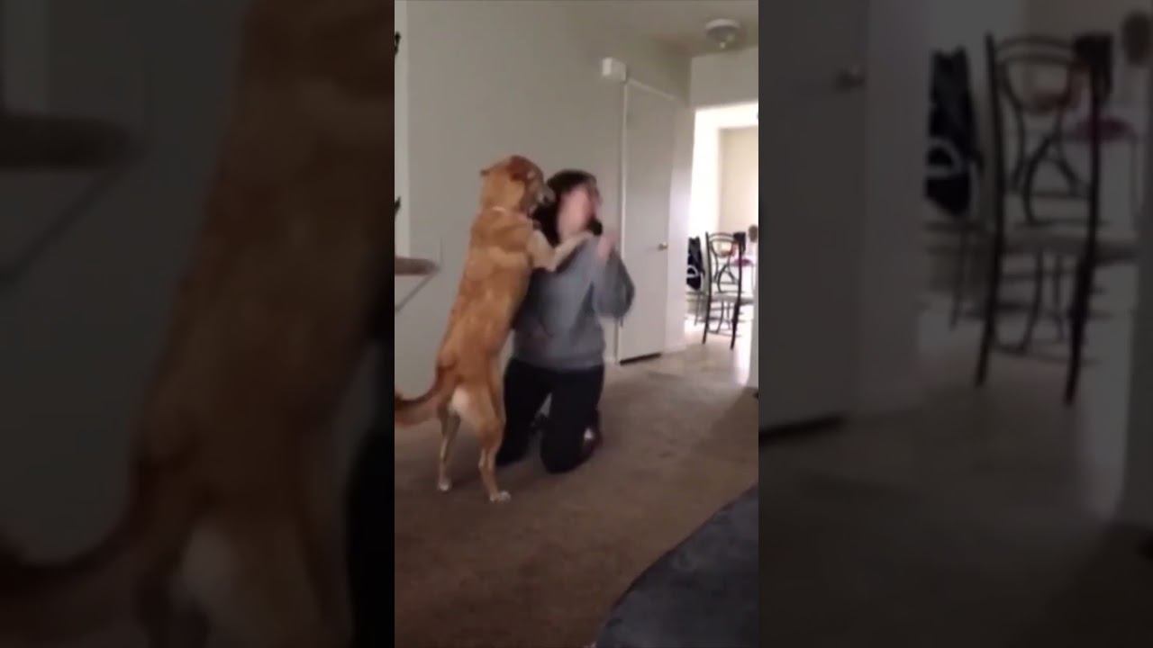 Funny Pets !!!  #funny #pets #cat #dog #shorts