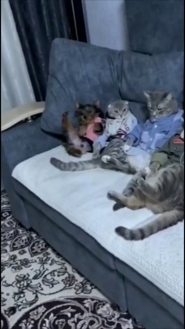 Смешные коты #84-8