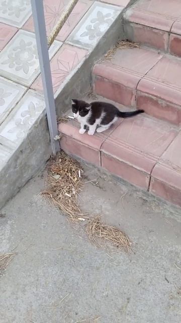 Игра котёнка 🐈⬛