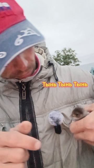 10 октября 2025 год спасение цыпленок