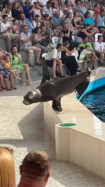 Евпаторийский Дельфинарий🐬