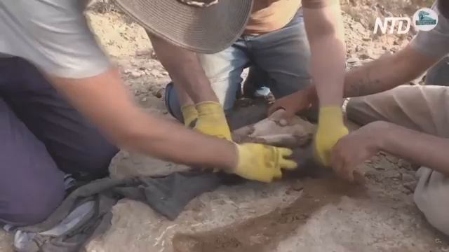 Бедро завропода и лопатку утконосого нашли в аргентинской Патагонии