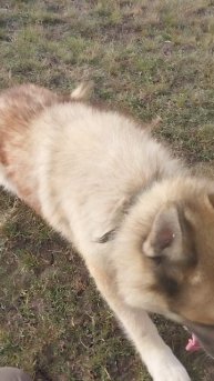 Дик выполняет команды, сидеть, лежать, вставай!