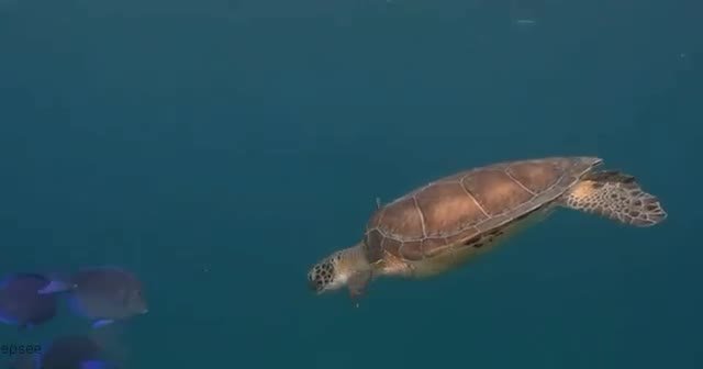 Морская черепаха 🐢 завтракает