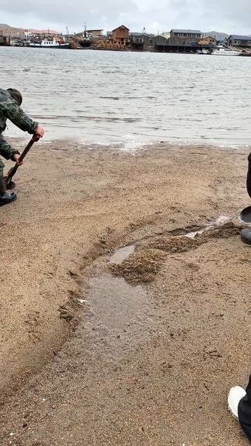 Как ловят рыбу песчанку на Териберском берегу