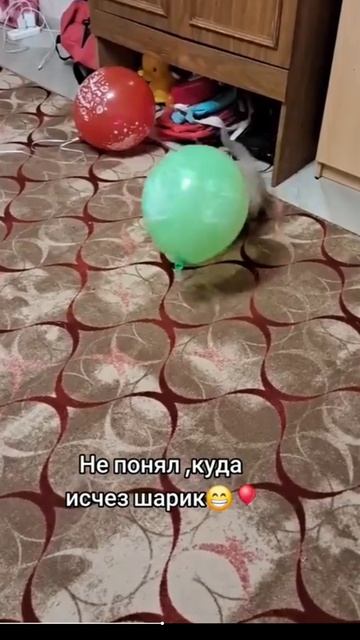 Котики 2025.