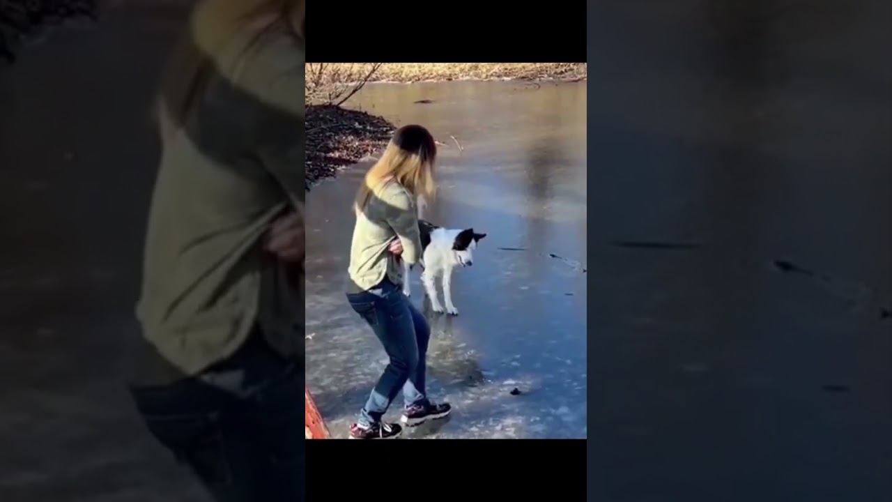 Funny Pets !!!  #funny #pets #cat #dog #shorts