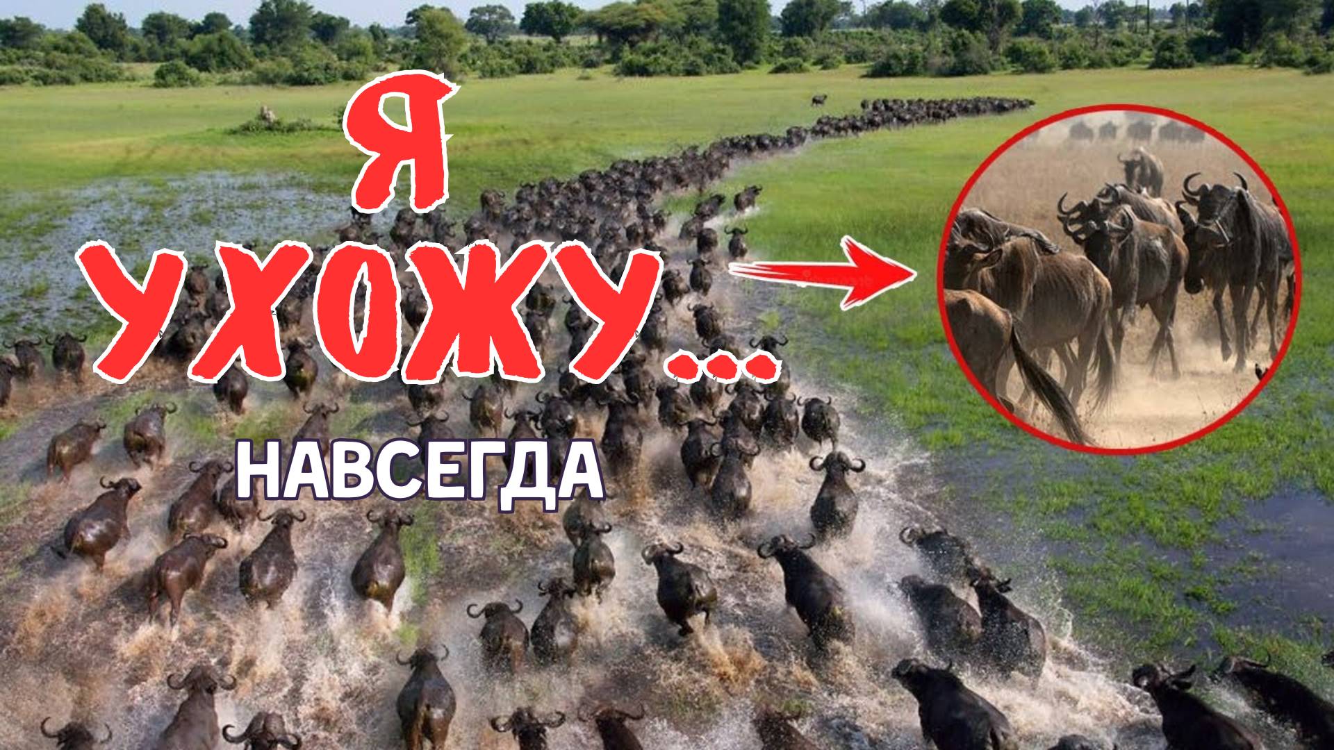 Массовые Нашествия и Миграции Животных Засняты На Камеру!
