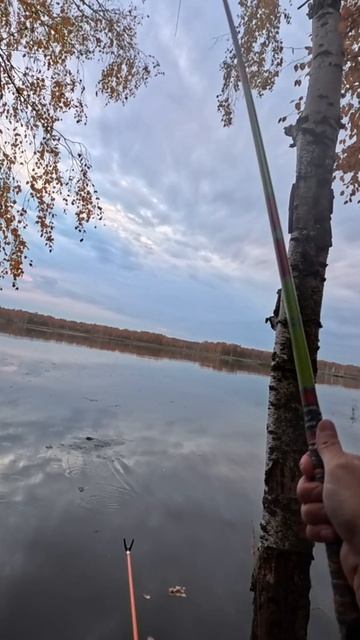 Ловля на протяг. Тесто Тысяча Червей. Херабуна. DEMONIO FISHING.