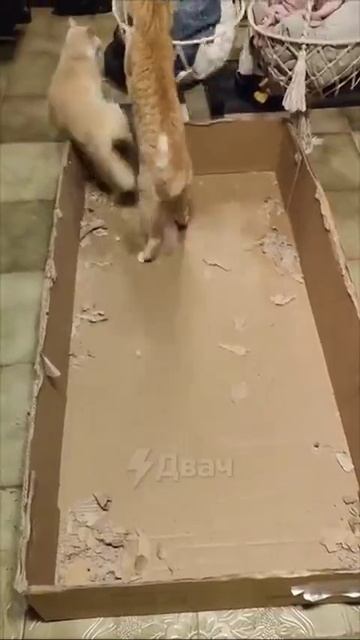 Коты устроили тайный бойцовский клуб: если кто-то хочет подраться, он просто садится в коробку