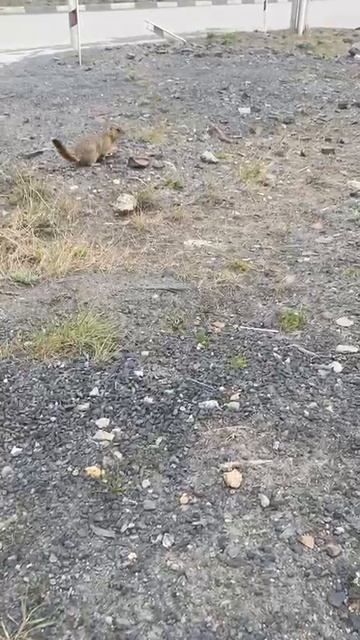 любопытный суслик