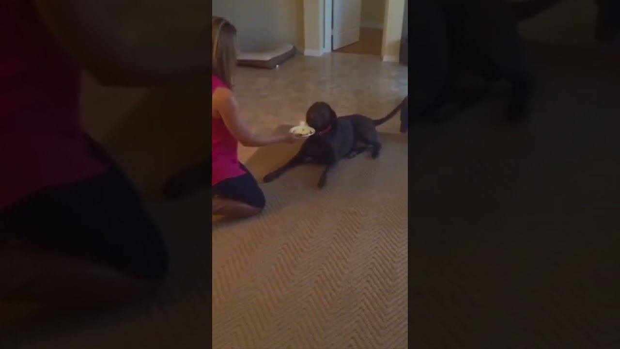 Funny Dogs !!!  #funny #dog #dogs #shorts