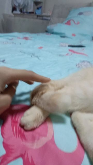 шкет мой маленький котик 😻😻😻