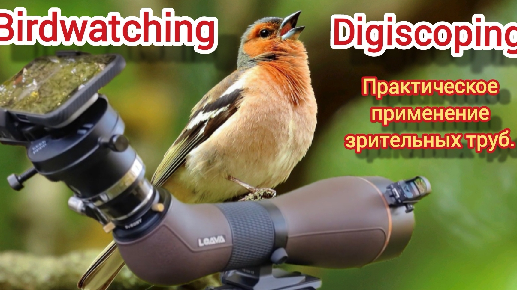 Digiscoping  Birdwatching. Loava GH 100 PRO iPhone 16 pro Max окуляр Tele Vue Delos 17.3mm