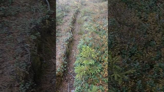 экипировка собачника в лесу