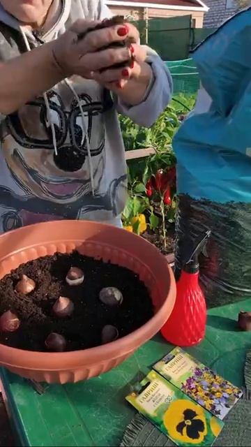 ПОСАДКА ТЮЛЬПАНОВ ОСЕНЬЮ В МИСКУ