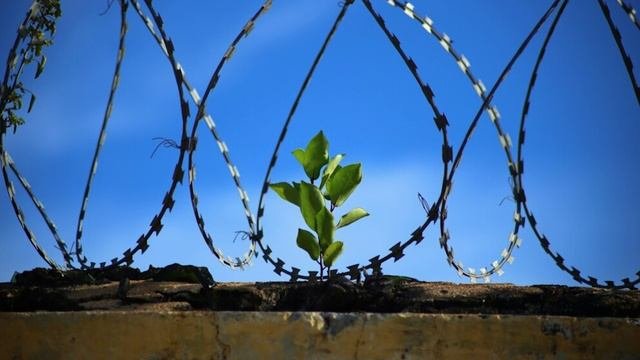 За высоким забором зеленеет трава
