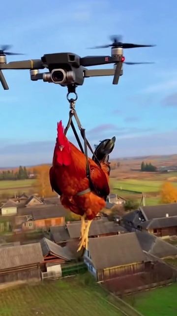 Первый петух, покоривший небо 🎤🚁