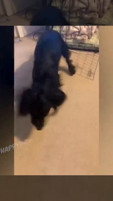 СМЕШНЫХ И ЗАБАВНЫХ ЖИВОТНЫХ ВАМ В ЛЕНТУ🥰😚