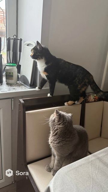 Заняла подоконник #sora #ии #кот #cat #хозяйка #недовольный