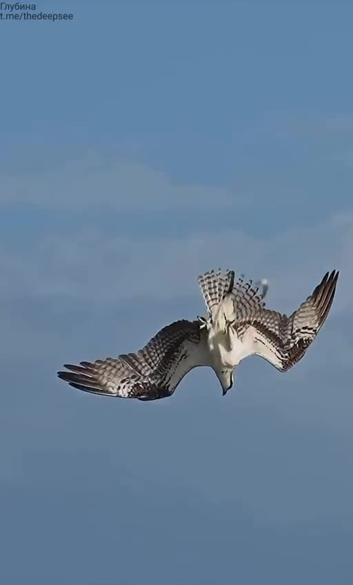 Орлан-рыболов поймал крупного сома 🦅