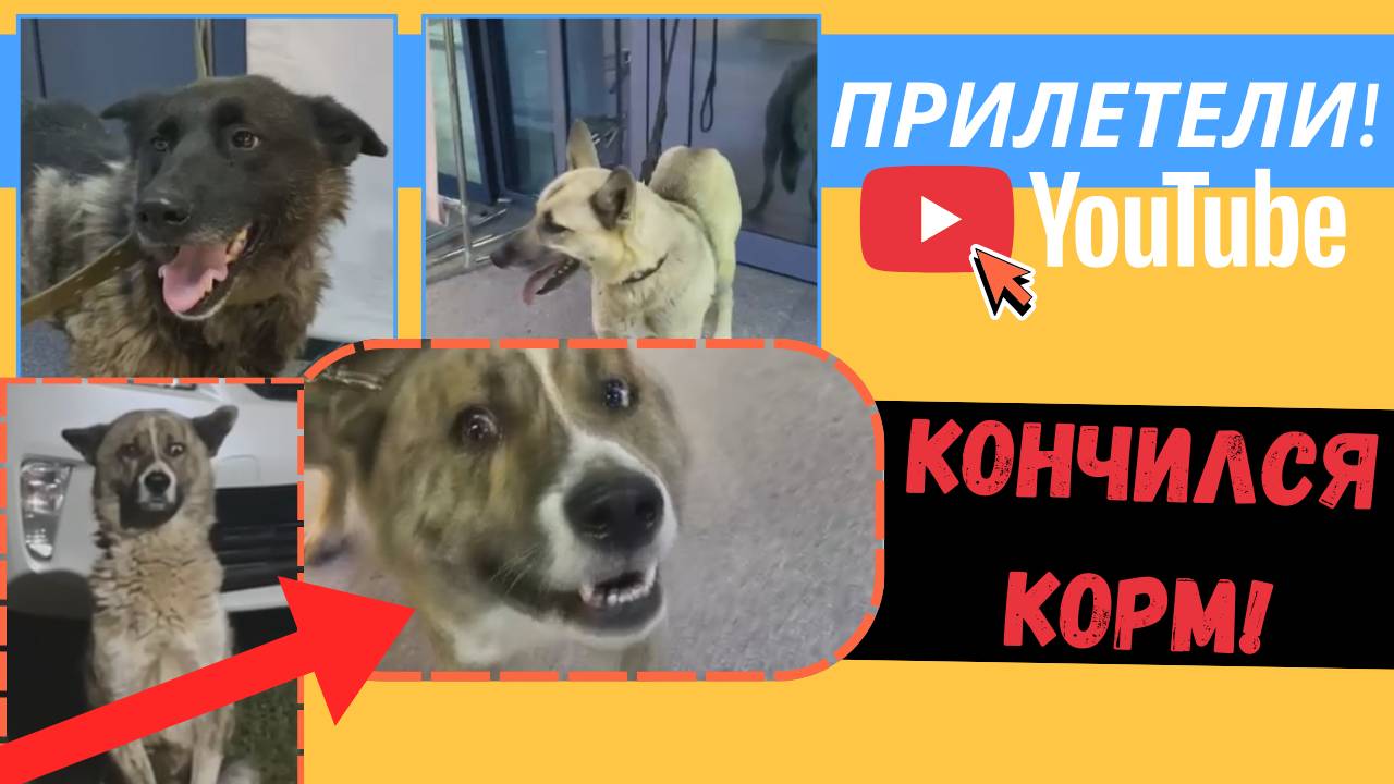 Прилетели в Москву! А накормить надо всех...