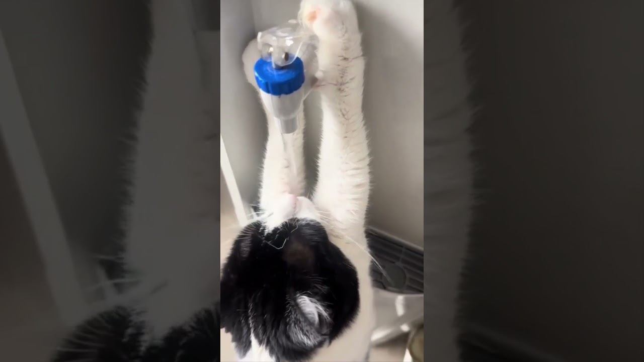 Funny cats !!!  funny cat cats shorts