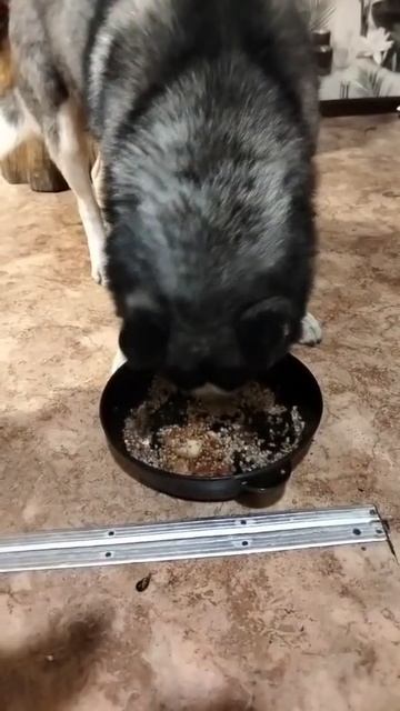 Хитрый хаски Ленин выбирает мясо