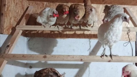 подсаживаем новых курей в хозяйство