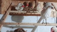 подсаживаем новых курей в хозяйство