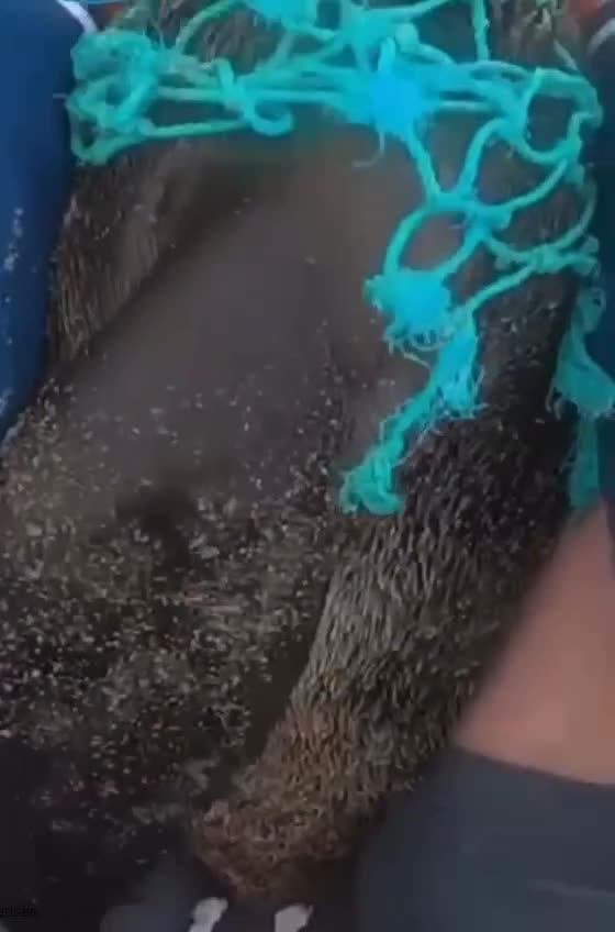 Спасение тюленя, запутавшегося в сети 👏