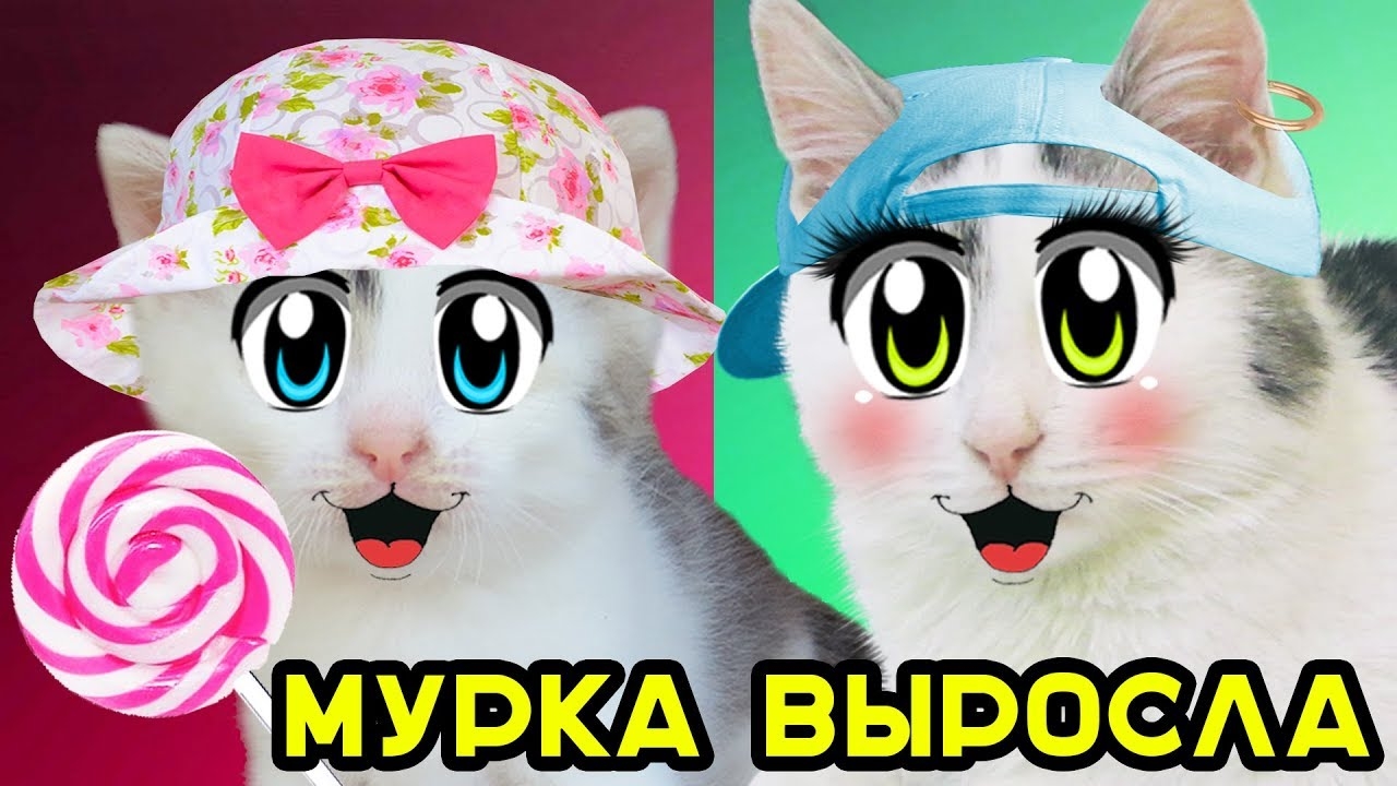 КОШКА МУРКА ВЫРОСЛА! КАК РОСЛА МУРКА [2018]